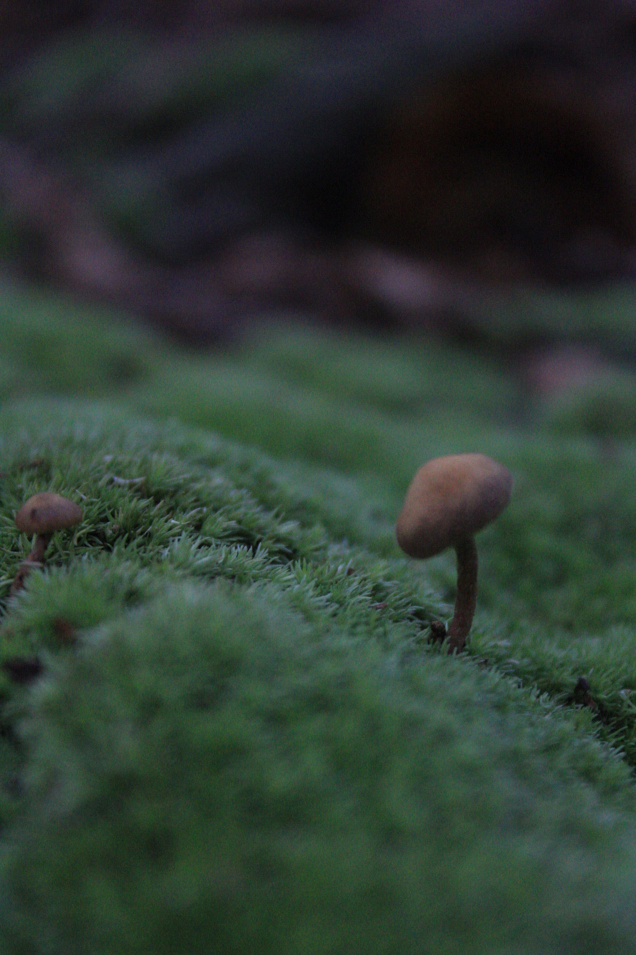 Lil Guy