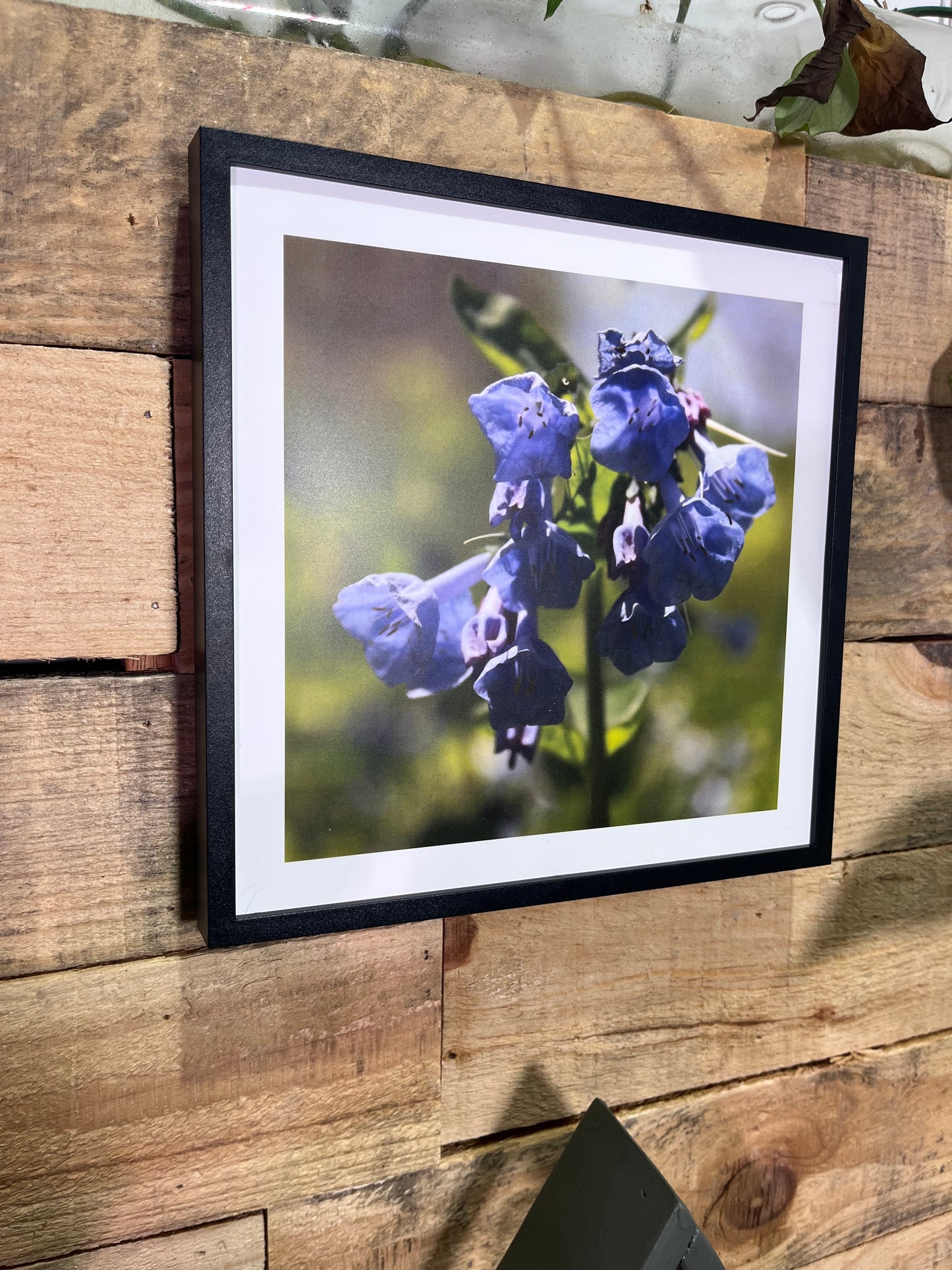 Set of 3 Nature Walk Photographs