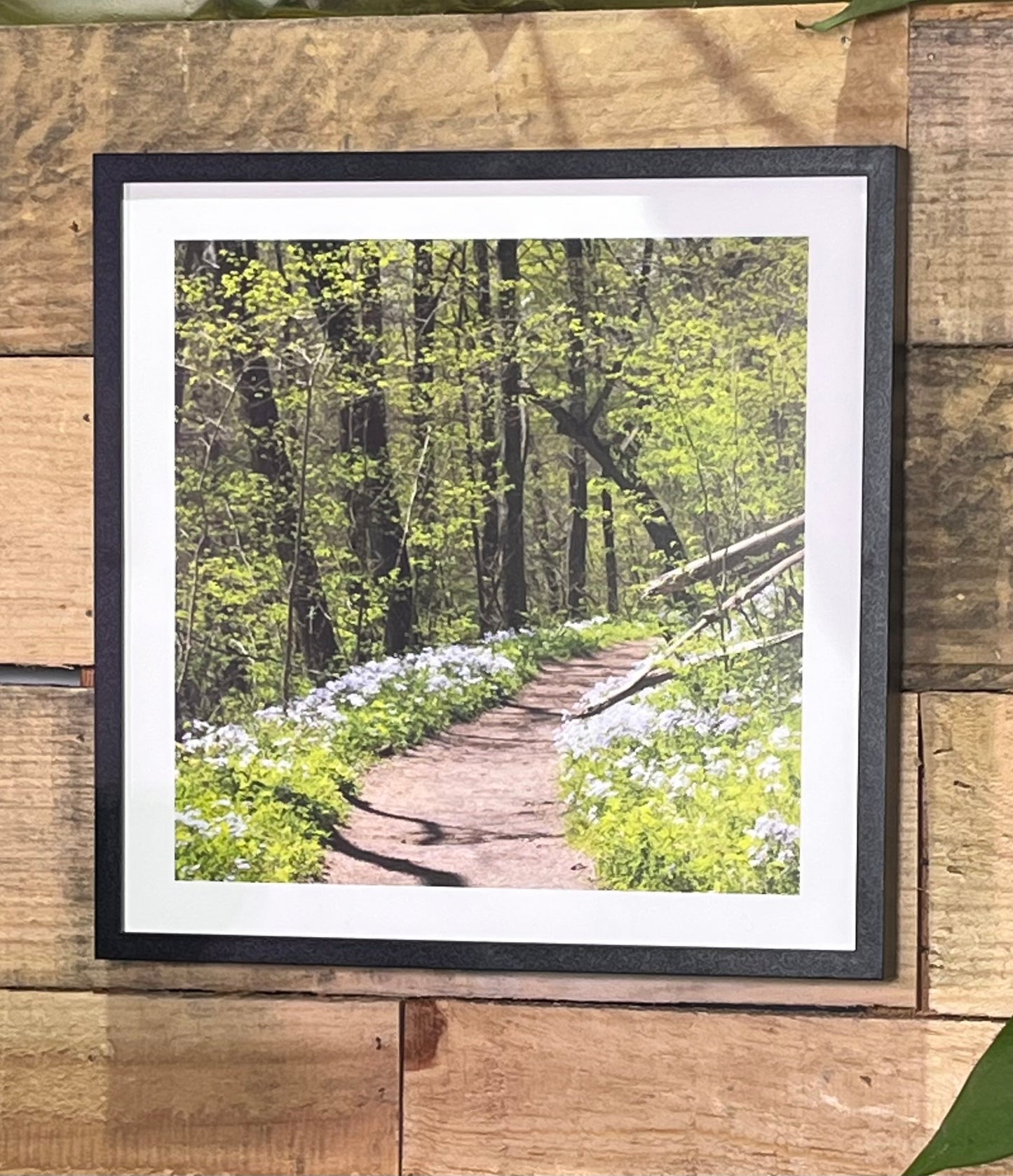 Set of 3 Nature Walk Photographs
