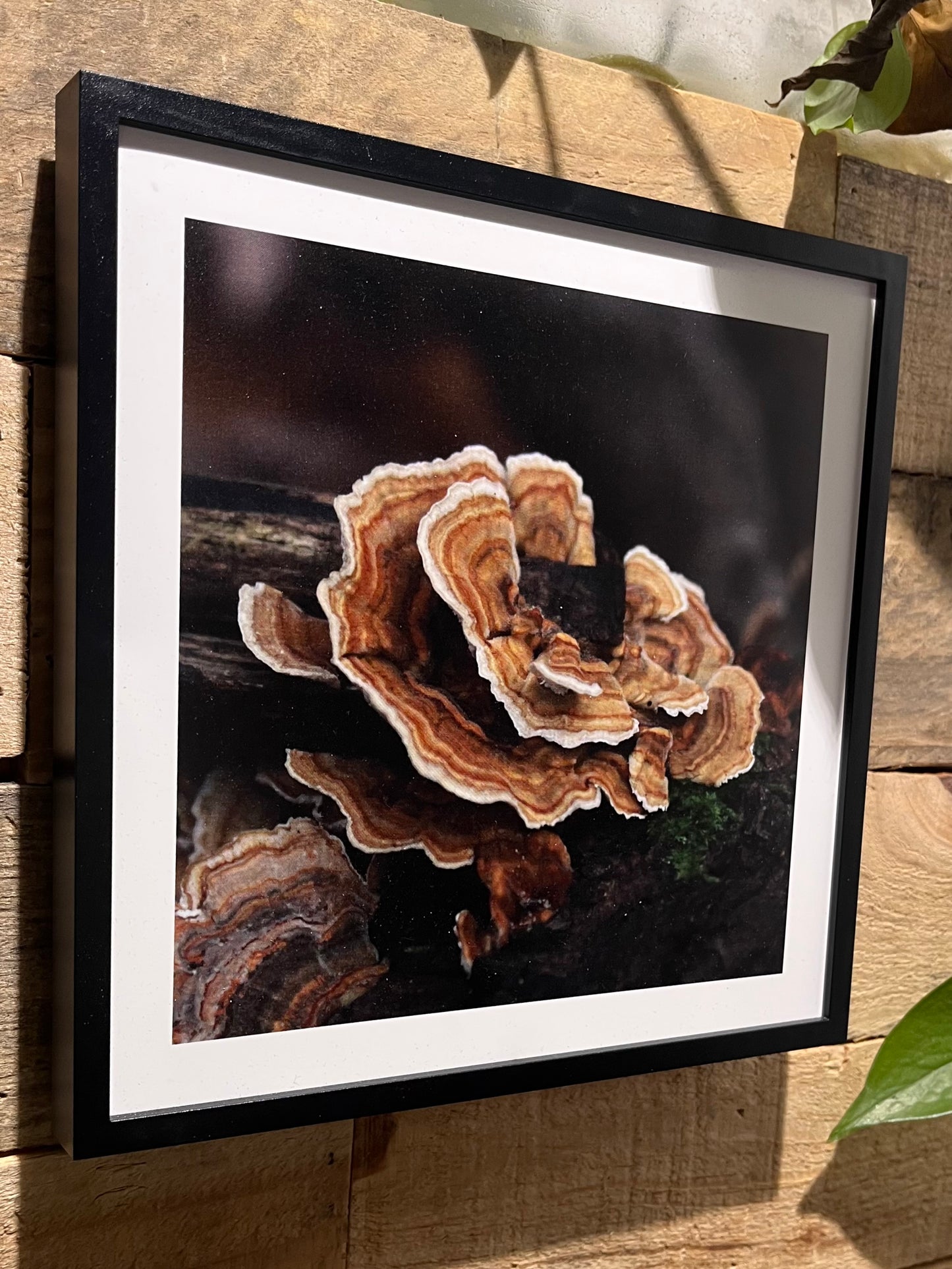 Vibrant Polypore