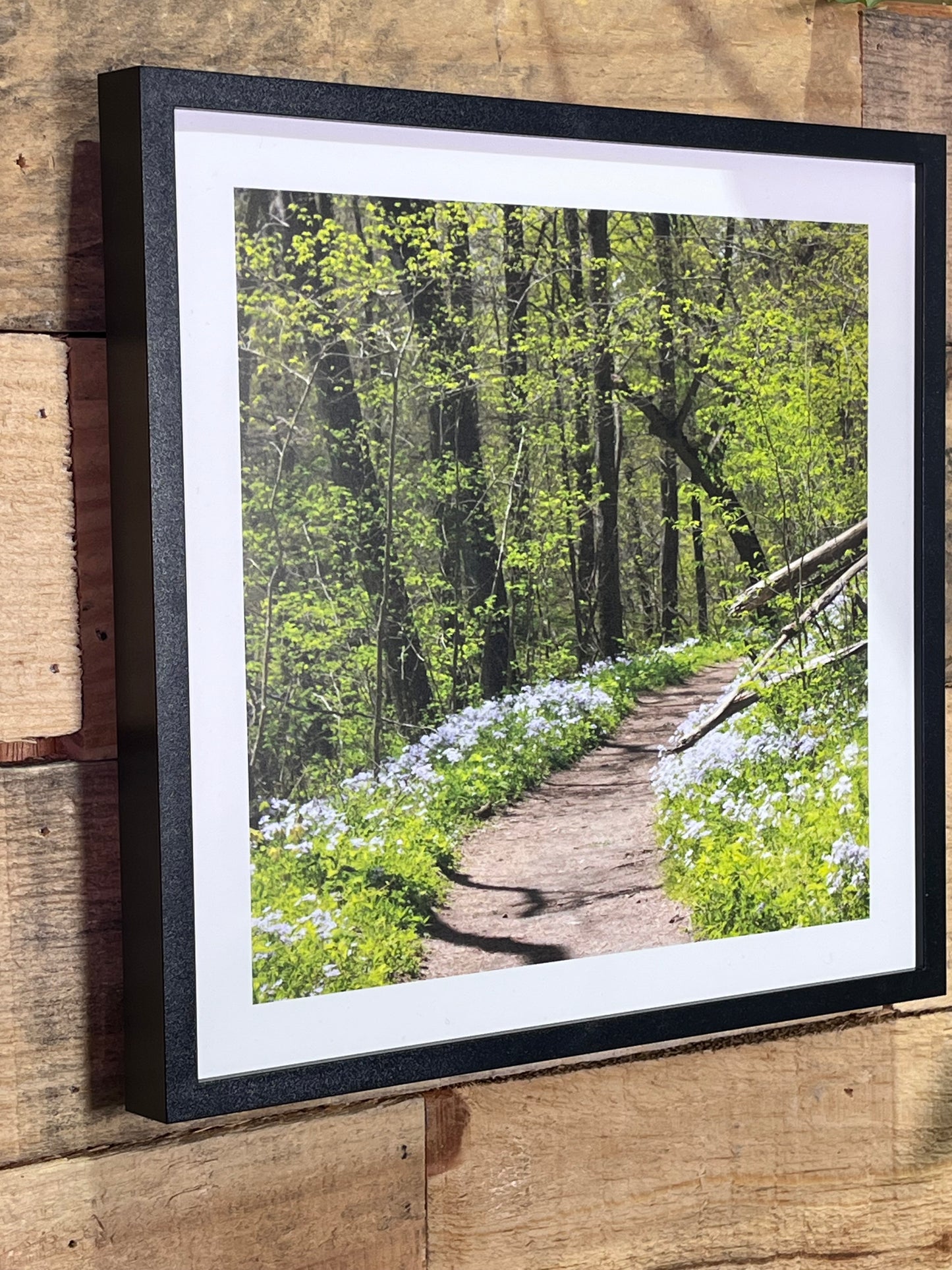Set of 3 Nature Walk Photographs
