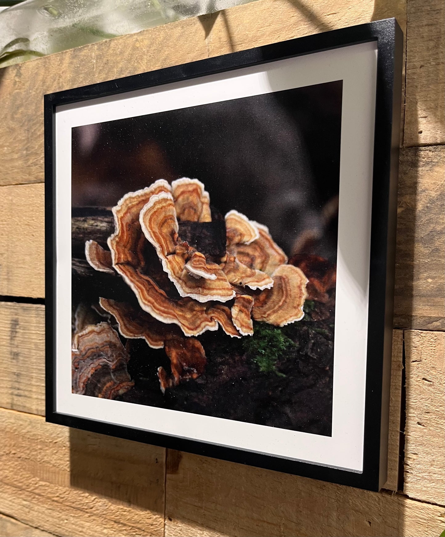 Vibrant Polypore