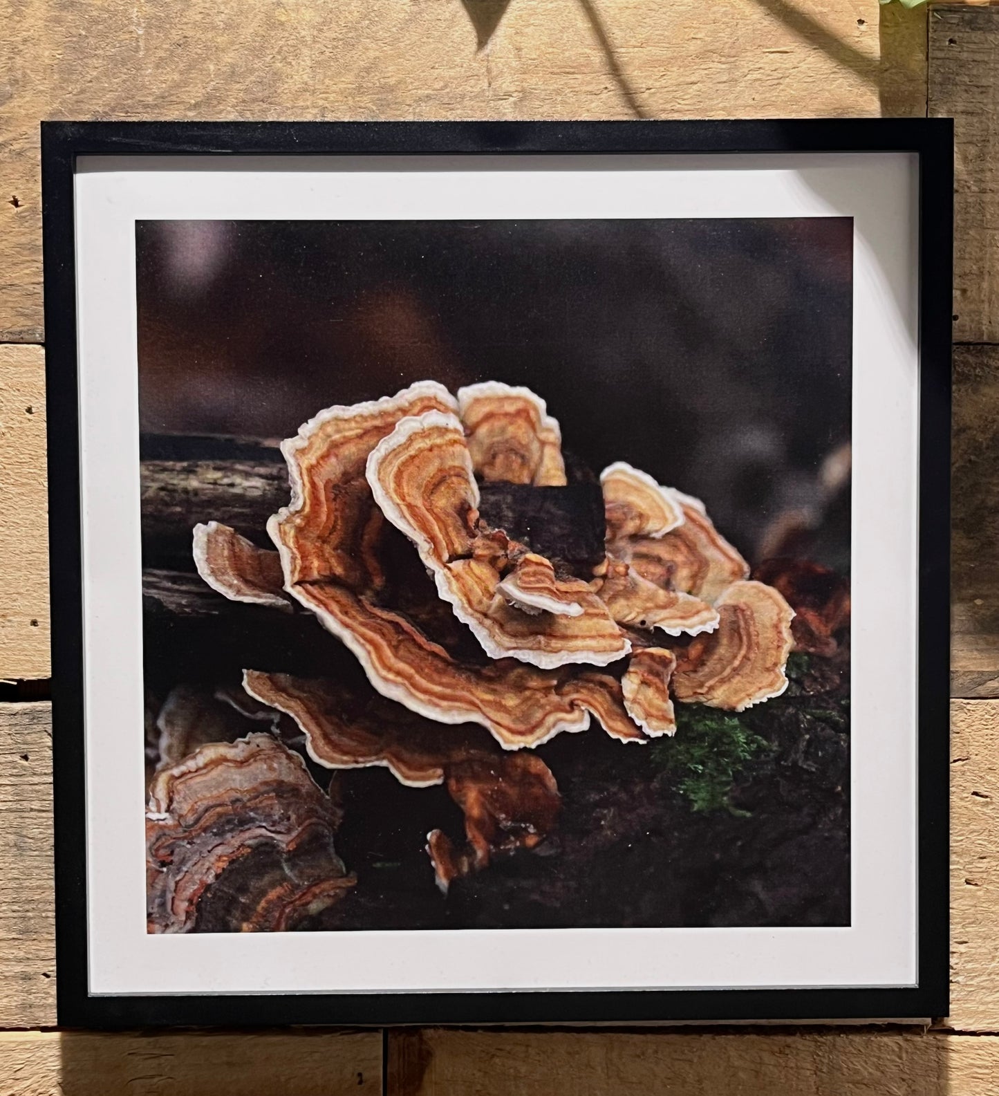 Vibrant Polypore