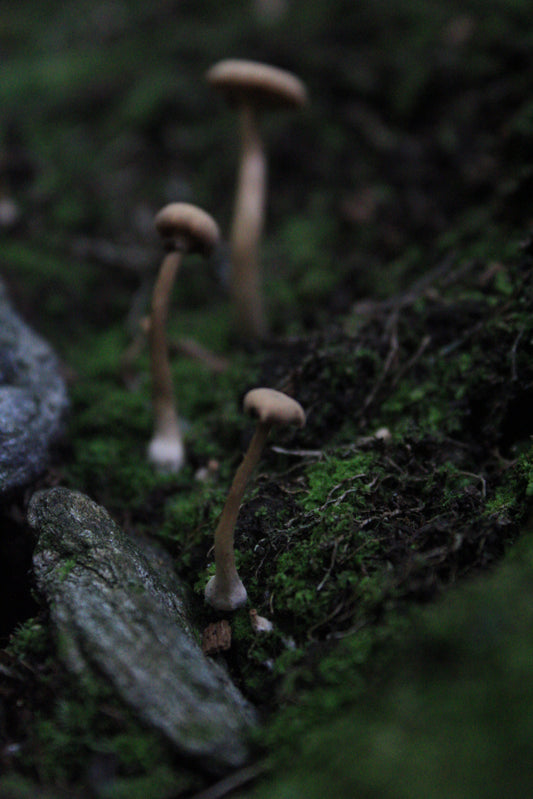 Triple Mushroom